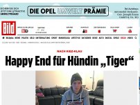Bild zum Artikel: Nach Kiez-Klau - Happy End für Hündin „Tiger“