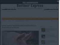 Bild zum Artikel: Grüne wollen aus Rücksicht Schweinezucht in Deutschland verbieten
