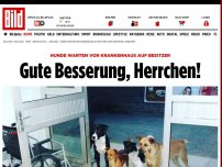 Bild zum Artikel: Hunde warten vor Krankenhaus - Gute Besserung, Herrchen!