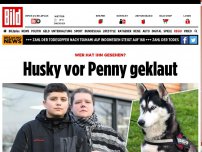 Bild zum Artikel: Husky vor Penny geklaut
