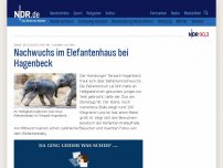 Bild zum Artikel: Zu Weihnachten: Elefantenbaby bei Hagenbeck geboren