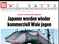 Bild zum Artikel: Austritt aus Walfangkommission - Japaner werden wieder Wale jagen