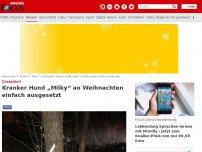 Bild zum Artikel: Düsseldorf - Kranker Hund „Milky“ an Weihnachten einfach ausgesetzt