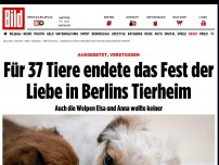 Bild zum Artikel: Ausgesetzt, Verstoßen - Für 37 Tiere endete das Fest der Liebe in Berlins Tierheim