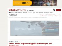 Bild zum Artikel: Pleystein in Bayern: Polizei befreit 37 geschmuggelte Hundewelpen aus Kleinwagen