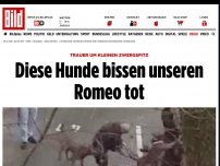 Bild zum Artikel: Trauer um Zwergspitz - Diese Hunde bissen unseren Romeo tot