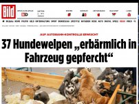 Bild zum Artikel: Geschmuggelte Hunde Befreit - 37 Hundewelpen „erbärmlich in Fahrzeug gepfercht“