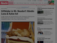 Bild zum Artikel: Bezirk Mödling: Giftköder in Wr. Neudorf: Hündin Luna & Katze tot