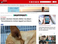 Bild zum Artikel: Panorama - Kinder stecken Hündin Böller ins Maul – Tierschützerin mahnt mit Bild