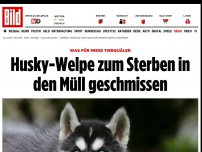 Bild zum Artikel: Was für miese Tierquäler - Husky-Welpe zum Sterben in den Müll geschmissen