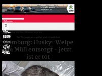 Bild zum Artikel: Homburg: Husky-Welpe im Müll entsorgt - jetzt ist er tot
