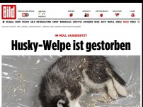 Bild zum Artikel: Im Müll ausgesetzt - Husky-Welpe ist gestorben