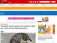Bild zum Artikel: Fall im Saarland  - Tierquäler setzte Husky zum Sterben in Müll aus – jetzt ist der Welpe gestorben