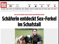 Bild zum Artikel: Jetzt ermittelt die Polizei - Schäferin entdeckt Sex-Ferkel im Schafstall