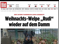 Bild zum Artikel: nach Heilig Abend ausgesetzt - Weihnachts-Welpe „Rudi“ wieder auf dem Damm