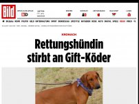 Bild zum Artikel: Kronach - Rettungshündin stirbt an Gift-Köder