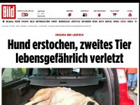 Bild zum Artikel: Drama bei Leipzig - Hund erstochen, zweites Tier lebensgefährlich verletzt