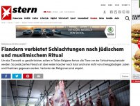 Bild zum Artikel: Religionsvertreter empört: Flandern verbietet Schlachtungen nach jüdischem und muslimischem Ritual