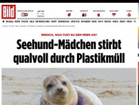 Bild zum Artikel: Plastikmüll als Todesfalle - Seehund-Mädchen stirbt qualvoll am Strand