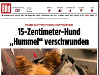 Bild zum Artikel: Polizei sucht MIni-Mischling - 15-Zentimeter-Hund „Hummel“ verschwunden