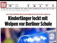 Bild zum Artikel: Drei Jungen angesprochen - Kinderfänger lockt mit Welpen vor Berliner Schule