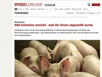 Bild zum Artikel: Münsterland: 900 Schweine erstickt - weil der Strom abgestellt wurde