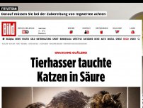 Bild zum Artikel: Grausame Quälerei - Tierhasser tauchte Katzen in Säure