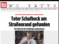 Bild zum Artikel: Das Tier wurde vermutlich geschächtet - Toter Schafbock am Straßenrand gefunden