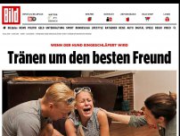 Bild zum Artikel: Wenn der Hund eingeschläfert wird - Tränen um den besten Freund