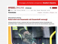 Bild zum Artikel: Wohnungsbrand in Hamburg: Feuerwehr beatmet Katze