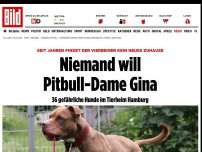 Bild zum Artikel: Schwer vermittelbar! - Niemand will Pitbull-Dame Gina