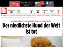 Bild zum Artikel: 16 Millionen Facebook-Abonnenten - Der niedlichste Hund der Welt ist tot