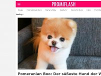 Bild zum Artikel: Pomeranian Boo: Der süßeste Hund der Welt ist verstorben!