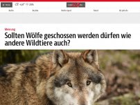 Bild zum Artikel: Sollten Wölfe geschossen werden dürfen wie andere Wildtiere auch?