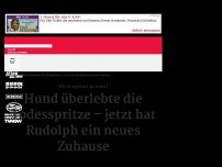 Bild zum Artikel: Er überlebte die Todesspritze – dieser Hund sollte eingeschläfert werden