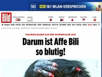 Bild zum Artikel: Traurige Zoo-Bilder - Darum ist Affe Bili so blutig!