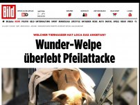 Bild zum Artikel: Wer hat Loca das angetan? - Tierhasser schießt Hund Pfeil durch den Kopf