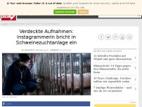 Bild zum Artikel: Verdeckte Aufnahmen: Instagrammerin bricht in Schweinezuchtanlage ein