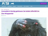 Bild zum Artikel: Gemobbt & blutig gebissen: So leidet Affe Bili im Zoo Wuppertal