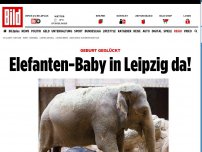 Bild zum Artikel: Geburt geglückt - Elefanten-Baby in Leipzig da!