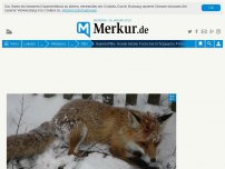 Bild zum Artikel: Bei Drückjagd: Hunde hetzen schwer verletzten Fuchs in Privatgarten - Tierschützer sprechen von „Massaker“
