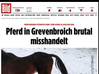 Bild zum Artikel: Flasche eingeführt - Pferd in Grevenbroich brutal misshandelt