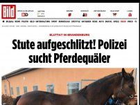 Bild zum Artikel: Bluttat in Brandenburg - Stute aufgeschlitzt! Polizei sucht Pferdequäler