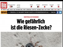 Bild zum Artikel: Erstmals im Norden - Wie gefährlich ist die Riesen-Zecke?