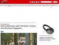 Bild zum Artikel: Nach mehreren Schafsrissen - Umweltministerium Schleswig-Holstein genehmigt Wolfsabschuss