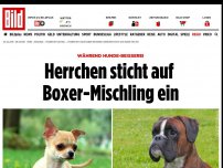 Bild zum Artikel: Nach Hunde-Beißerei - Herrchen sticht auf Boxer-Mischling ein