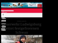 Bild zum Artikel: Feuerwehr Ludwigsburg rettet festgefrorenen Schwan