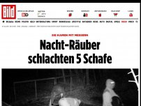 Bild zum Artikel: Sie kamen mit Messern - Nacht-Räuber schlachten 5 Schafe