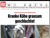 Bild zum Artikel: Fleisch auch in Deutschland - Kranke Kühe grausam geschlachtet
