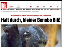 Bild zum Artikel: Ohr-ab-Affe wiederverprügelt - Halt durch, kleiner Bonobo Bili!